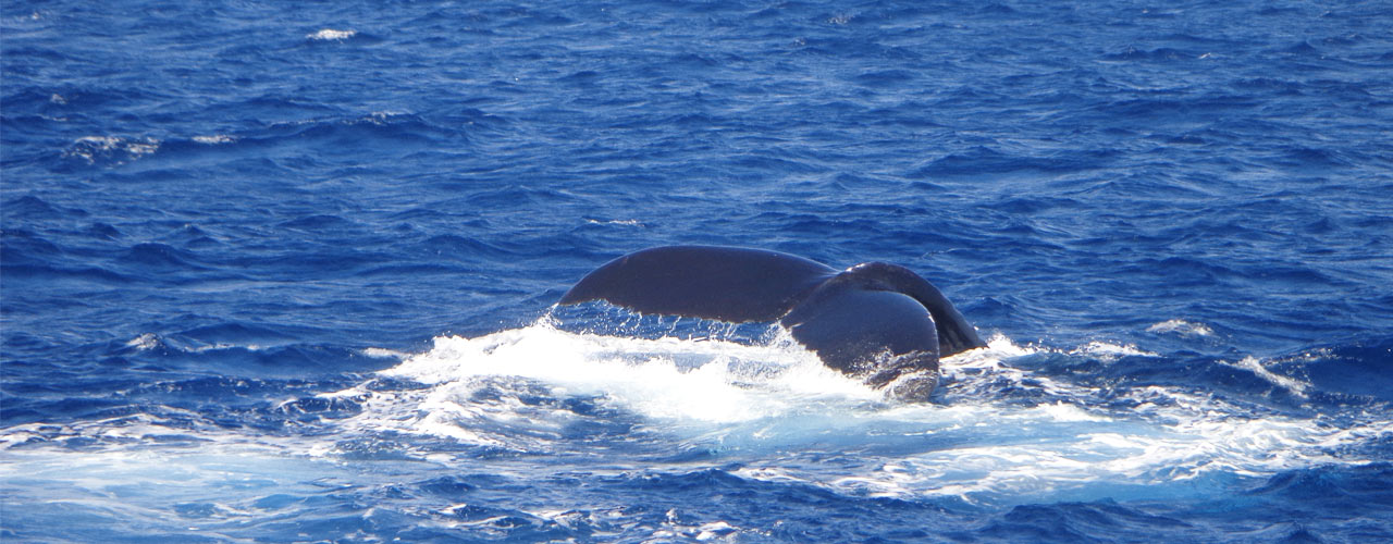 Whale Paradise Cruises