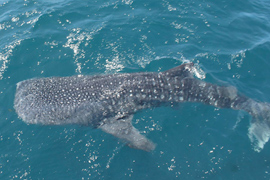 whale-shark